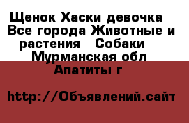 Щенок Хаски девочка - Все города Животные и растения » Собаки   . Мурманская обл.,Апатиты г.